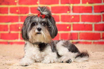 Portrait of an adorable grey and white Bichon Havanese dog with red ribbon bow, lying on a soft, cosy rug, against red brick wall with blurred Christmas lights