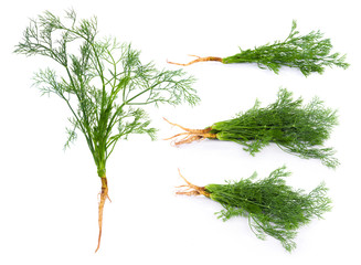 fresh dill on white background