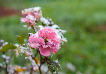 Obraz premium frosted faded rose