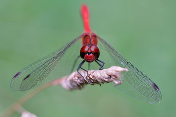 Blutrote Heidelibelle - Sympetrum sanguineum - Facettenaugen in einer Makroaufnahme