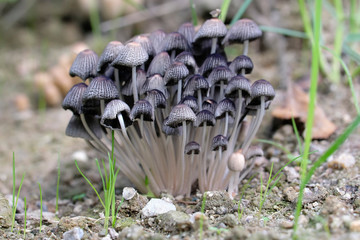 Tintlinge - Coprinus - Gruppe der Pilze in einer makroaufnahme