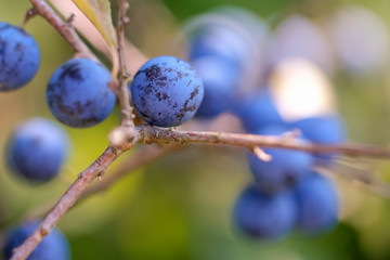 Schlehdorn - Früchte mit sanften Bokeh