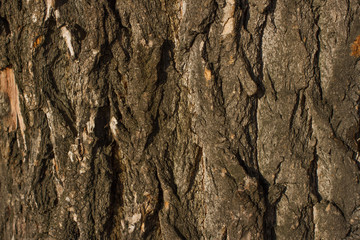 photo of the forest tree bark, texture