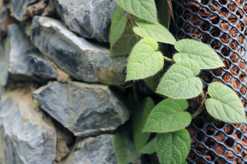garden arrangement creeper plant closeup