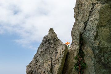 岩百合