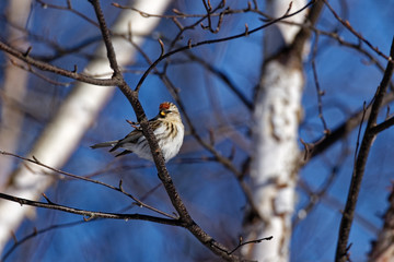 A female Common Redpoll sits in a tree. These small songbirds can be found in Canada and the upper United States.