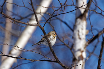A female Common Redpoll sits in a tree. These small songbirds can be found in Canada and the upper United States.