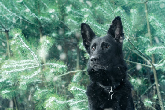 Portret czarnego owczarka niemieckiego, pies wśród zielonych choinek zimą