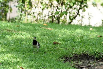 Blcak - collared Myna