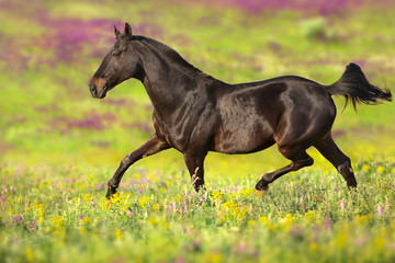 Obraz na płótnie Canvas Bay horse trotting on flower spring meadow