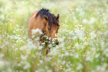 Bay horse on flowers meadow