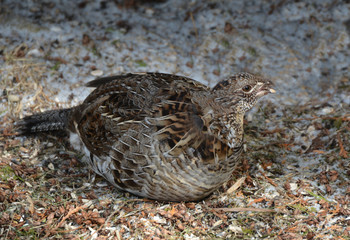 Ruffed grouse resting