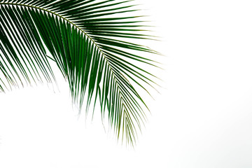 palm coconut leaves on white background