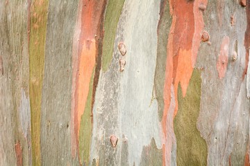 Colorful abstract pattern texture of Eucalyptus tree bark
