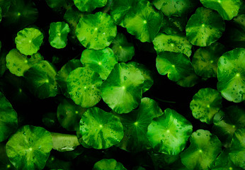 beautiful green leaf background