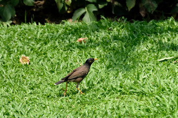 Common myna
