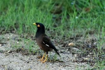 Common myna