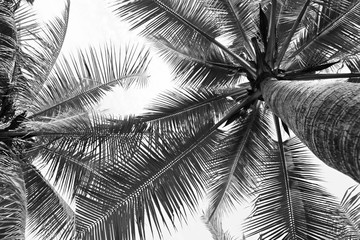 beautiful palms coconut tree on white background