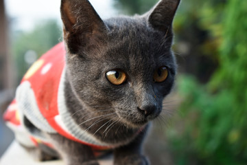 Cute little black cat, wearing a red coat, sitting on a brick wall in the garden.