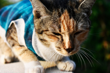 Multi-colored cat, wearing blue-white shirts, sitting on brick walls in the garden.