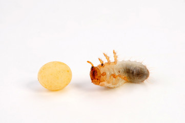 Rosenkäfer Ei und Larve (Mecynorhina torquata) - Eg and larva of a Flower chafer