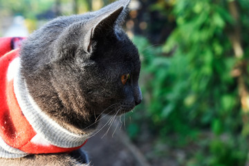 Cute little black cat, wearing a red coat, sitting on a brick wall in the garden.