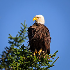 Bald eagle perched on a pine tree in Montana 