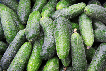 fresh cucumbers in the market