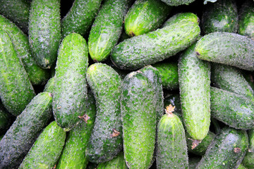 cucumbers for sale at farmers market