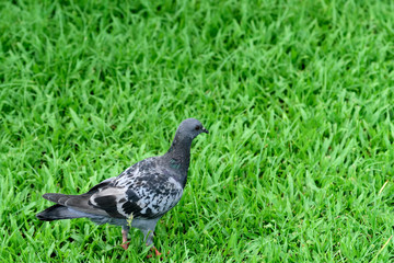 Pigeon