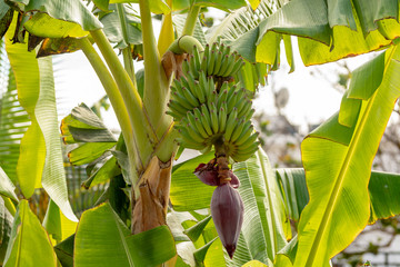 Tropical banana palm tree with green banana fruits growing on plantation on Gran Canaria island, Spain