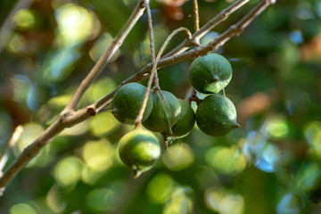 Ripe macadamia nuts handing on macadamia tree ready for harvest