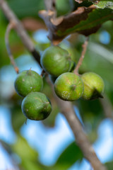 Ripe macadamia nuts handing on macadamia tree ready for harvest