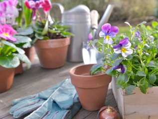 Fototapeta premium pretty little spring flowers potted put on a table garden