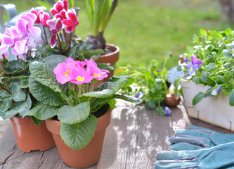 beautiful spring flowers potted put on a table garden