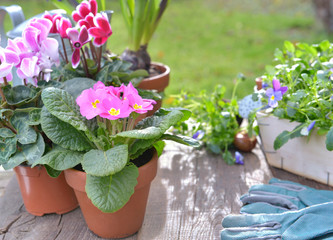 beautiful spring flowers potted put on a table garden