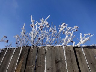 Fence and snow tree