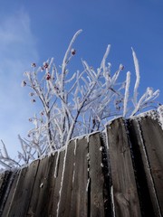 Fence and snow tree