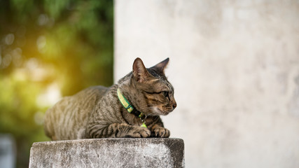 Black cat lying on the wall, soft orange background blurred.
