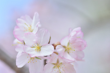 Naklejka na ściany i meble 桜の花
