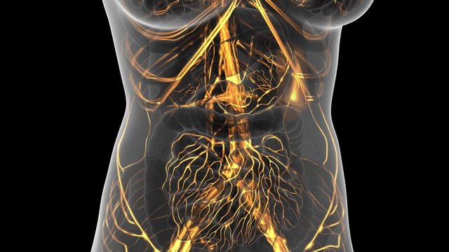 science anatomy scan of woman heart and blood vessels glowing