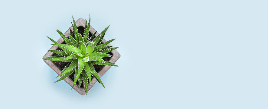 Fototapeta Succulent plant on color pastel paper background, top view, flat lay.Long banner.