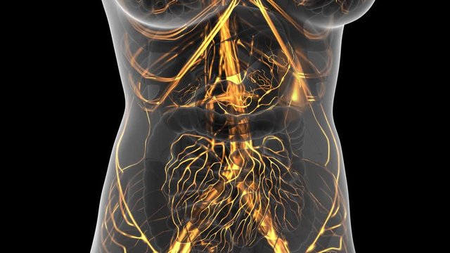 science anatomy scan of woman heart and blood vessels glowing