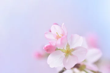 Crédence de cuisine en verre imprimé Fleur de cerisier fleur de cerisier