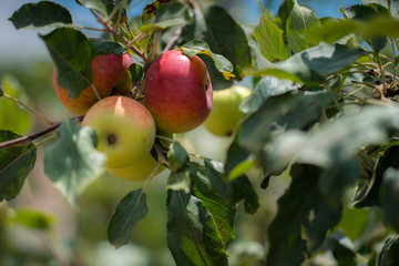 One day in the field