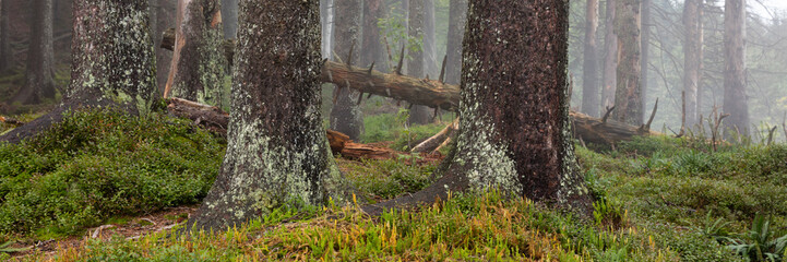 Tannenwald im Nebel, Allgäu, Allgäuer Alpen, Bayern, Deutschland, Europa