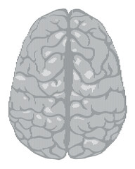 Human brain line art vector