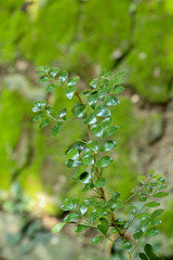 Citrus lucida at garden