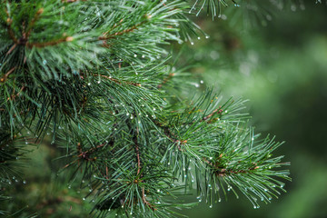 pine branch with cones