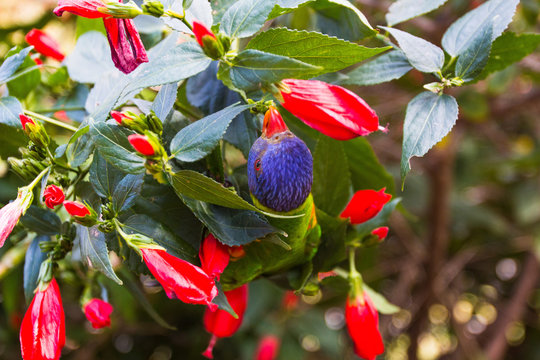 parakeet in the garden